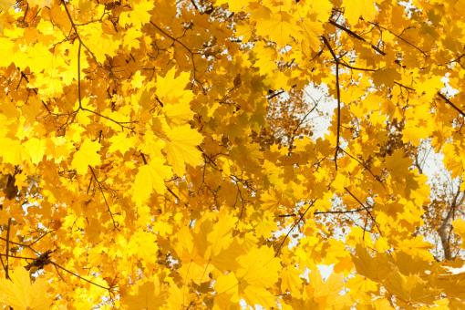 Free Stock Photo of Yellow Leaves
