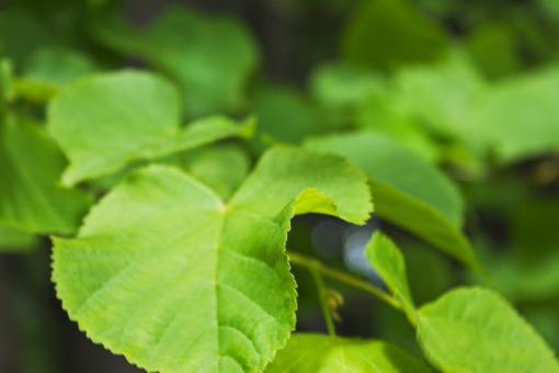 Free Stock Photo of Green Leaves