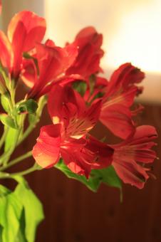 Free Stock Photo of flower