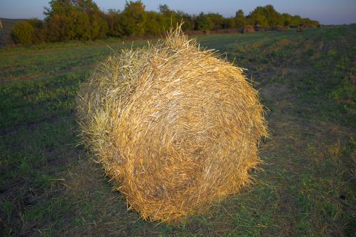 Free Stock Photo of hay