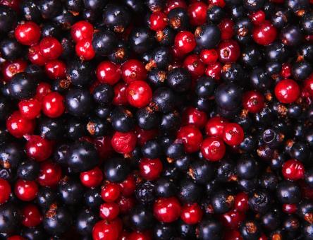 Free Stock Photo of Mixed Currants