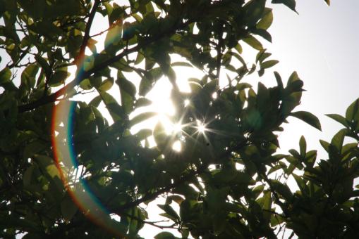 Free Stock Photo of Sun behind a tree