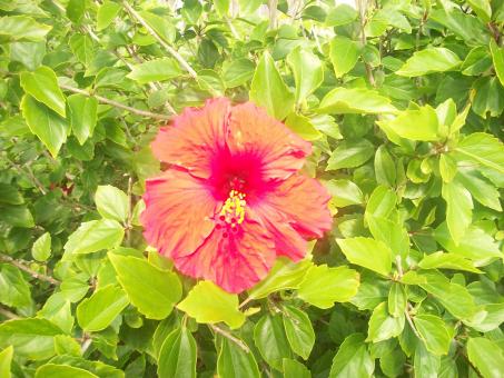 Free Stock Photo of Red flower