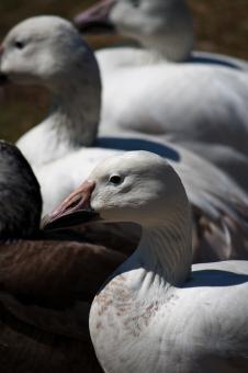 Free Stock Photo of White ducks
