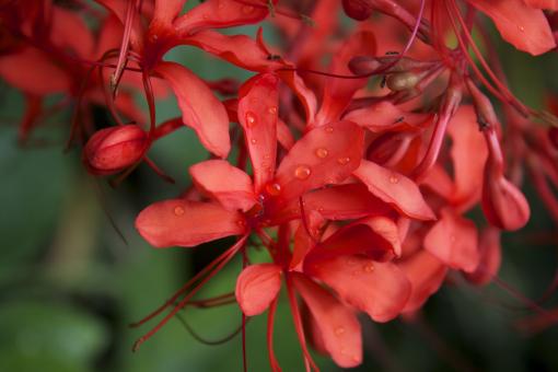 Free Stock Photo of Red Plants