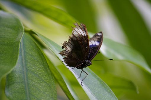 Free Stock Photo of Butterfly