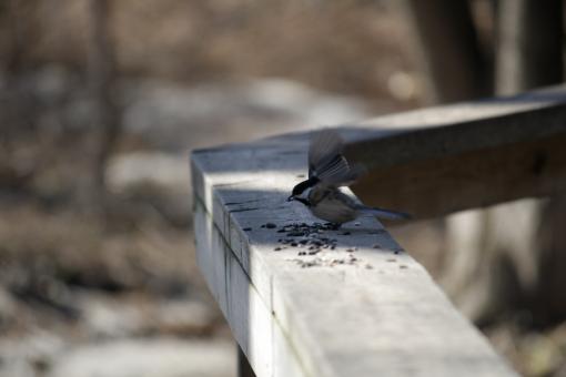 Free Stock Photo of Small Bird