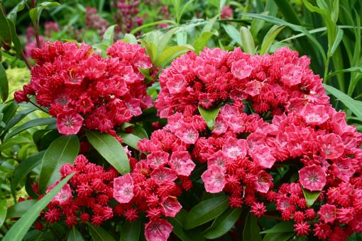 Free Stock Photo of Red Flowers