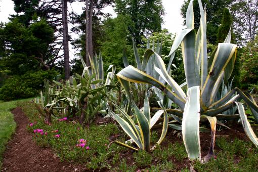 Free Stock Photo of Plants in garden