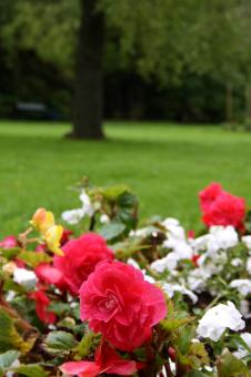 Free Stock Photo of Red Flowers