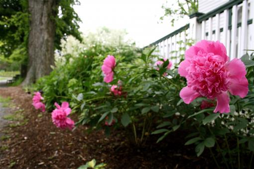 Free Stock Photo of Pink Flowers