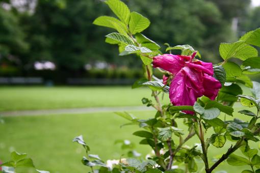 Free Stock Photo of Pink Flowers