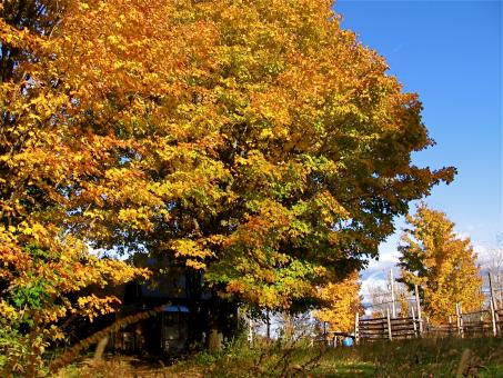Free Stock Photo of Autumn trees