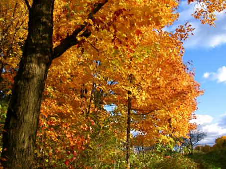 Free Stock Photo of Autumn trees