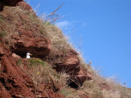 Free Stock Photo of Bird in hill