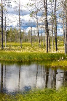 Free Stock Photo of nature 