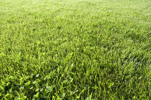 Free Stock Photo of Spring Grass