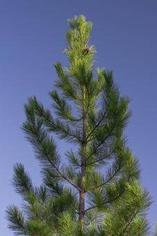 Free Stock Photo of Fir Tree