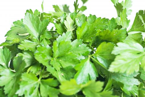 Free Stock Photo of Green Herb Leaves