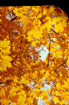 Free Stock Photo of Autumn page