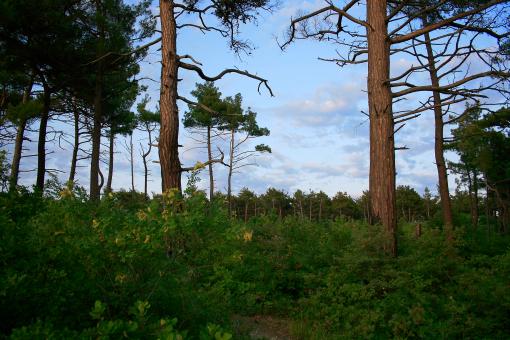 Free Stock Photo of scene in the forest