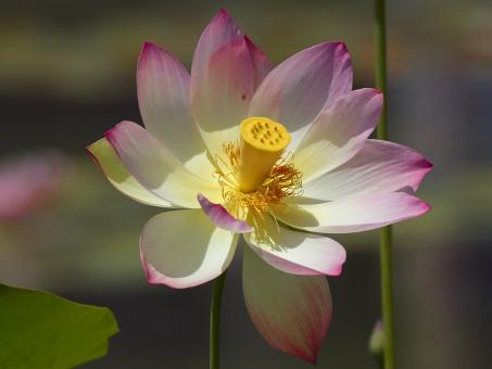 Free Stock Photo of Bloom