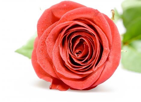 Free Stock Photo of Red rose 