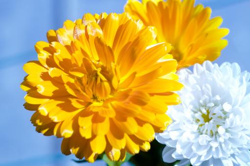 Free Stock Photo of Blooming Flower Background