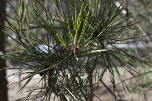 Free Stock Photo of Pine tree