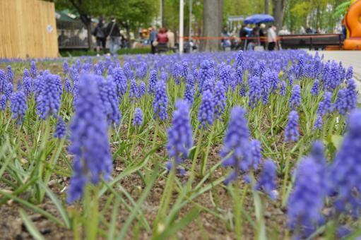 Free Stock Photo of Blue flowers