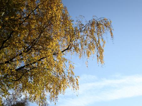 Free Stock Photo of Yellow leaves