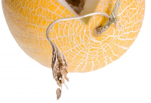 Free Stock Photo of melon
