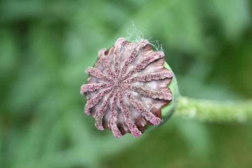 Free Stock Photo of Seed Pot