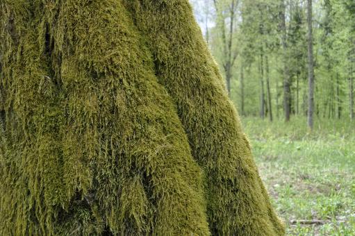Free Stock Photo of Moss