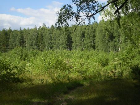 Free Stock Photo of Forest
