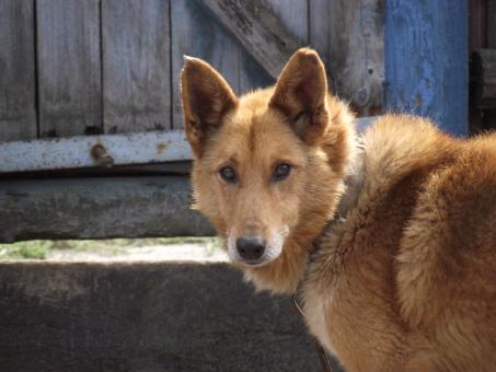 Free Stock Photo of Red dog