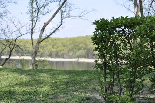 Free Stock Photo of Trees