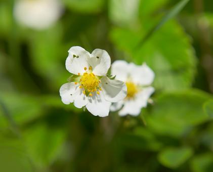 Free Stock Photo of Small White Flowers Closeup