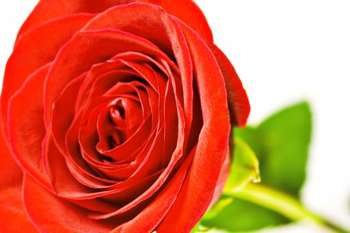 Free Stock Photo of Rose 