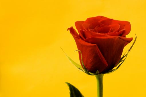 Free Stock Photo of Red Rose on Yellow Background