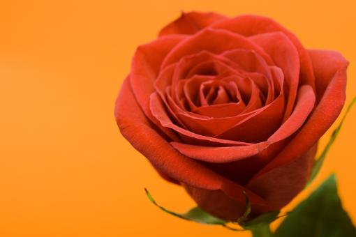 Free Stock Photo of Rose 