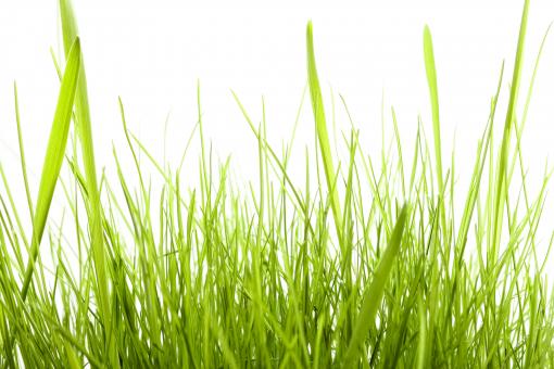 Free Stock Photo of Grass on White