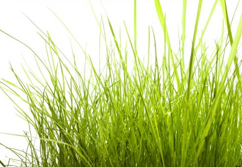 Free Stock Photo of Grass on White