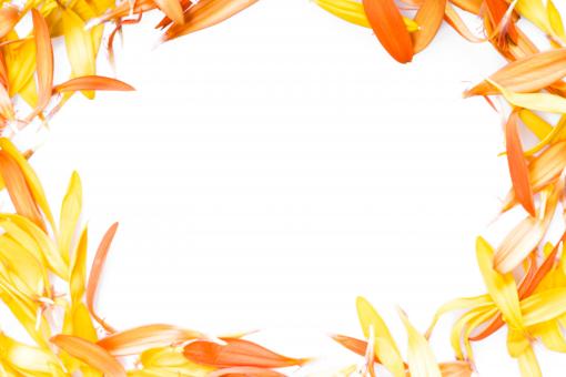 Free Stock Photo of Daisy Petals Frame