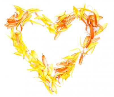 Free Stock Photo of Heart of Flower Petals