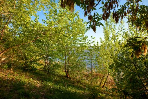 Free Stock Photo of nature scene