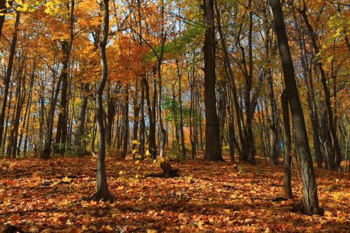 Free Stock Photo of autumn scene