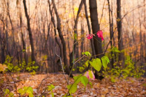 Free Stock Photo of autumn scene