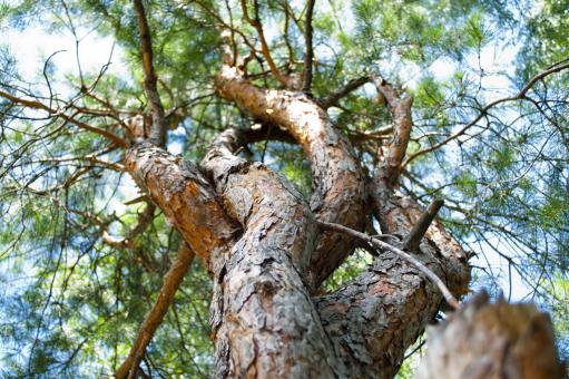 Free Stock Photo of Tree