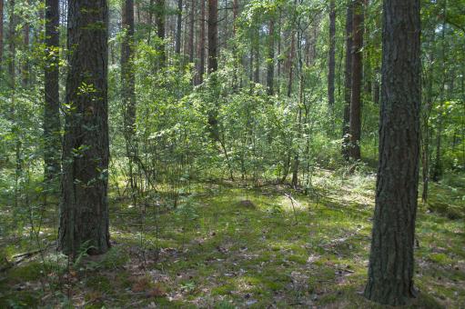 Free Stock Photo of Forest